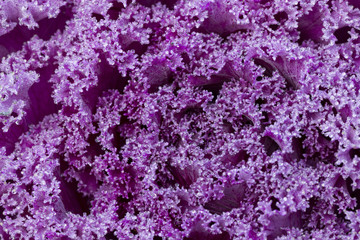 Obraz premium violet lettuce closeup shot