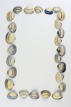 Kader van strand schelpen