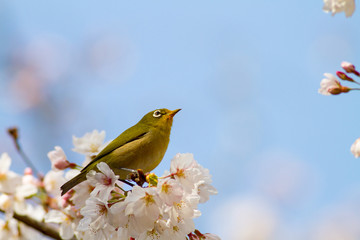 桜とメジロ