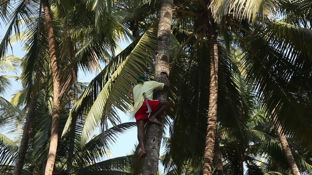 Indian Man Climbing A Palm Tree For Harvest Coconut.