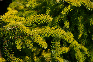 Picea omorica Aurea