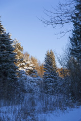 Sunset in the winter forest