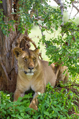 Lionne sous un arbre