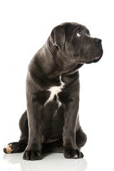 Cane Corso Welpe