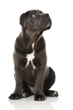 Cane Corso Welpe