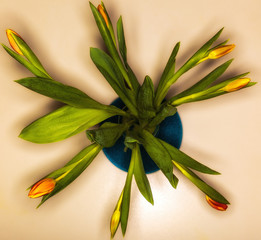 top view bouquet of orange tulips in vase isolated