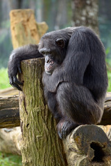 Chimpanzee