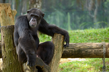 Chimpanzee