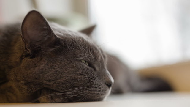 gray cat sleeping on window, closeup video