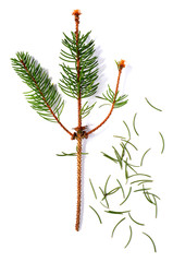 vertrockneter Tannenzweig