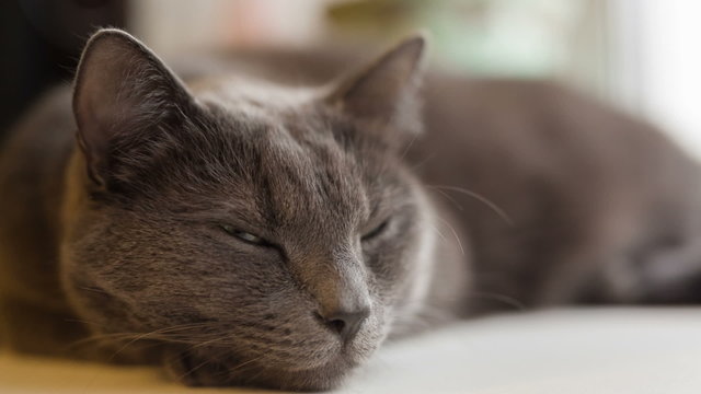 gray cat sleeping on window, closeup video