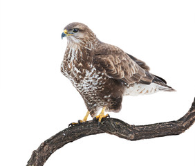 Comon buzzard on white
