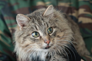 A fat cat Толстый кот