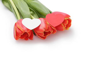 fresh red tulips with paper heart on white