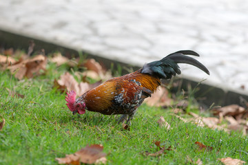 rooster on the green grass