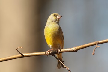 Greenfinch (Carduelis chloris) on a branch