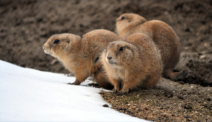 Animals - Ground Squirrel in winter