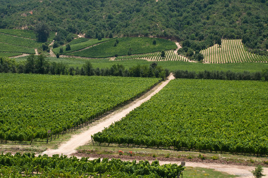 vigneto della valle d'apalta