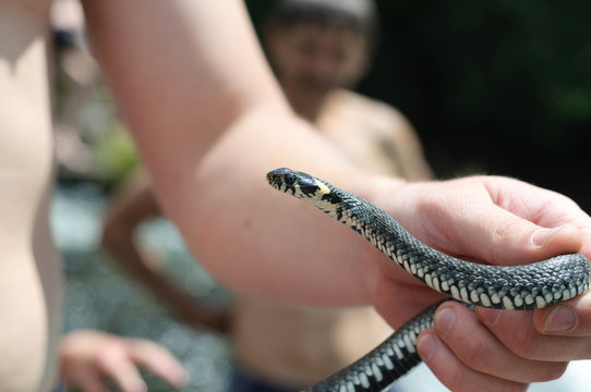snake in hands