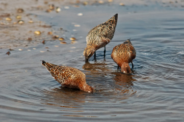piovanello (Calidris ferruginea)