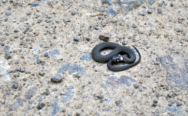 snake on the ground