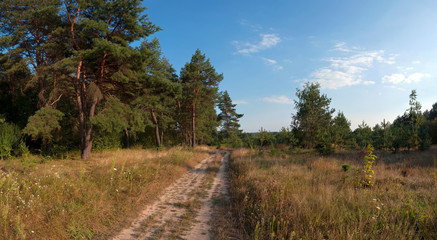 Fototapeta na wymiar road near the pine trees panorama