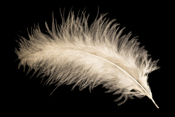 White feather