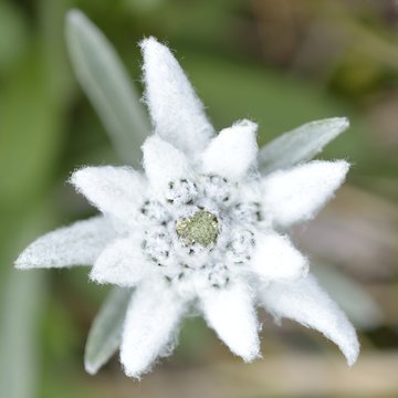 Edelweiss in nature. Rare alpine flower.