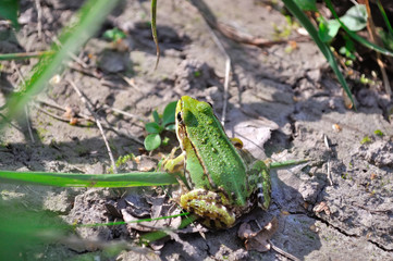 green frog close-up