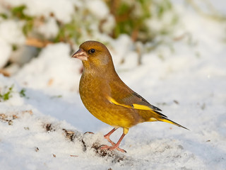 European Greenfinch (Chloris chloris)