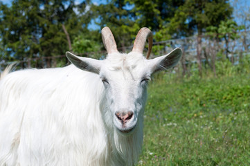 Fototapeta premium White goat looking