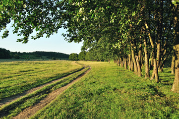 Obraz premium trees along the road