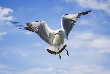 Obraz premium Sea gull