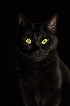 Portrait Of Black Cat Against Black Background