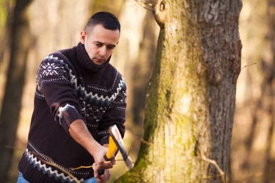 Lumberjack cutting the tree with axe in the forest