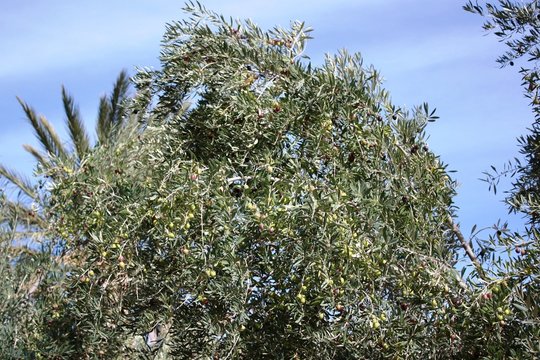 Grüne & Große Oliven