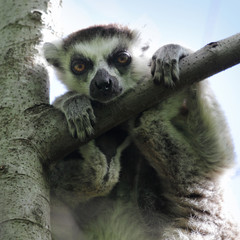 Madagascar