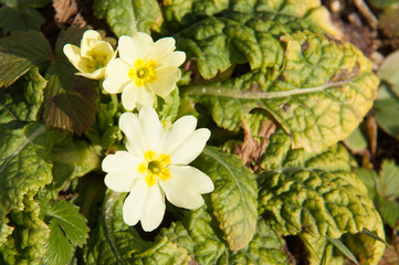 primula