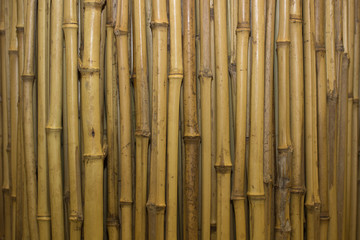 close-up photo of bamboo isolated on the white background