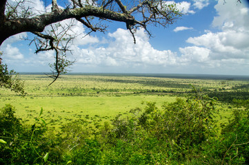 African savanna landscape, South Africa