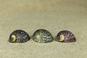 Shells