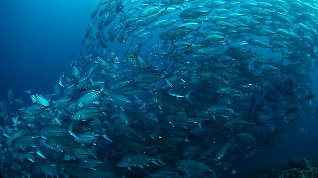 School of Jack fish swirling in a depth. Balicasag island, Phili