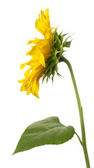 sunflower isolated on the white background