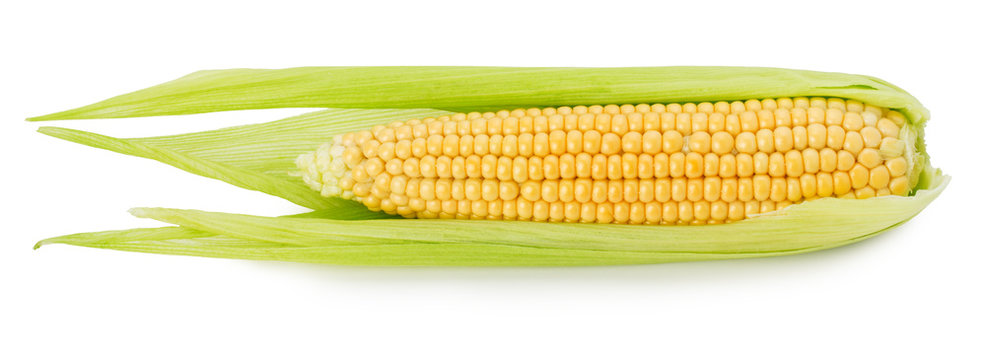 fresh corn ear isolated on the white background