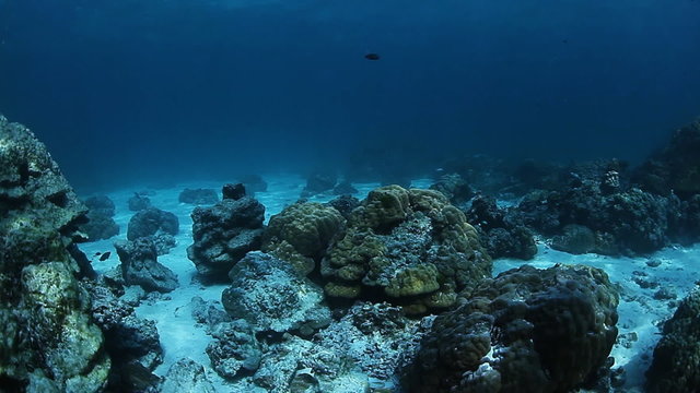 Underwater sea bottom with rocks on a sandy bottom and coral ree