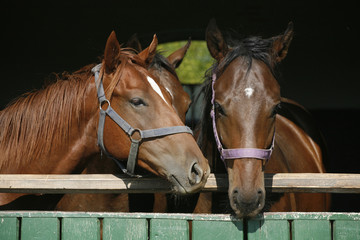 Nice thoroughbred foals looking over the stable door