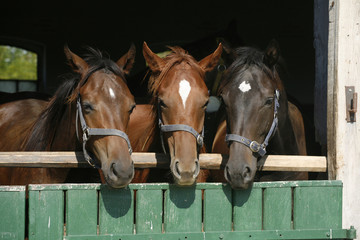 Three beautiful thoroughbred horses at the barn door