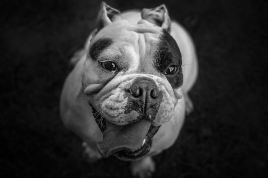Young English Bulldog black and white portrait