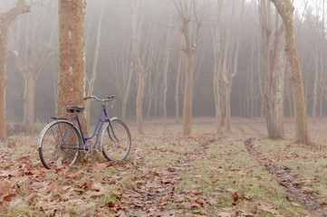 Fototapeta premium Vintage bicycle in the forest, surrounded by the morning fog