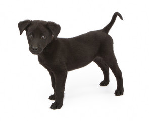 Black Crossbreed Puppy Standing To Side